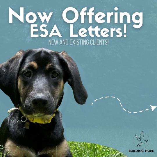 Pawsitive Vibes: The Importance of Emotional Service&nbsp;Animals